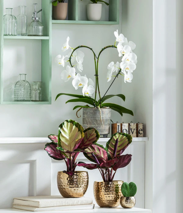 Dehner Beton-Übertopf Nola, Rund, Grau-kupfer – Bild 4