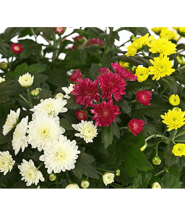 Herbst Chrysanthemen-Trio – Bild 2