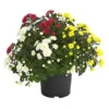 Herbst Chrysanthemen-Trio