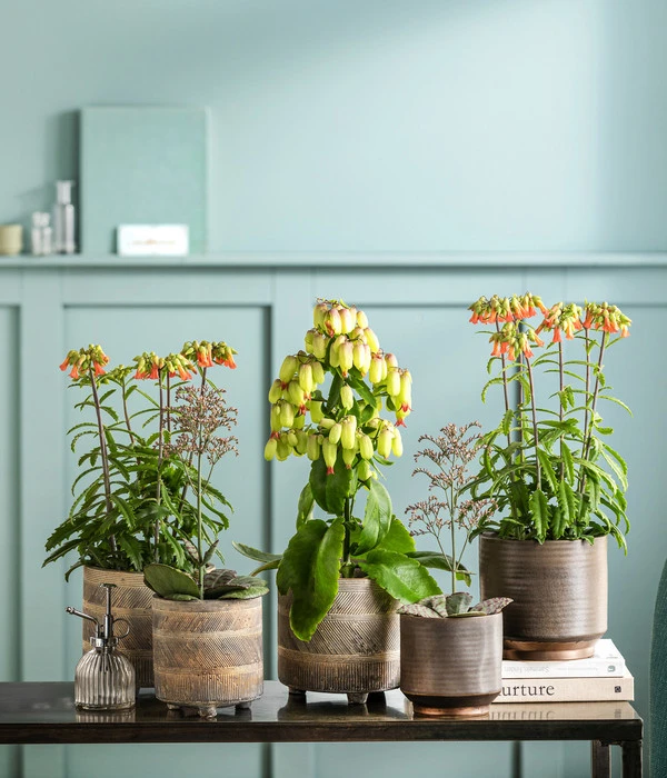 Dehner Beton-Übertopf Nola, Rund, Grau-kupfer – Bild 2