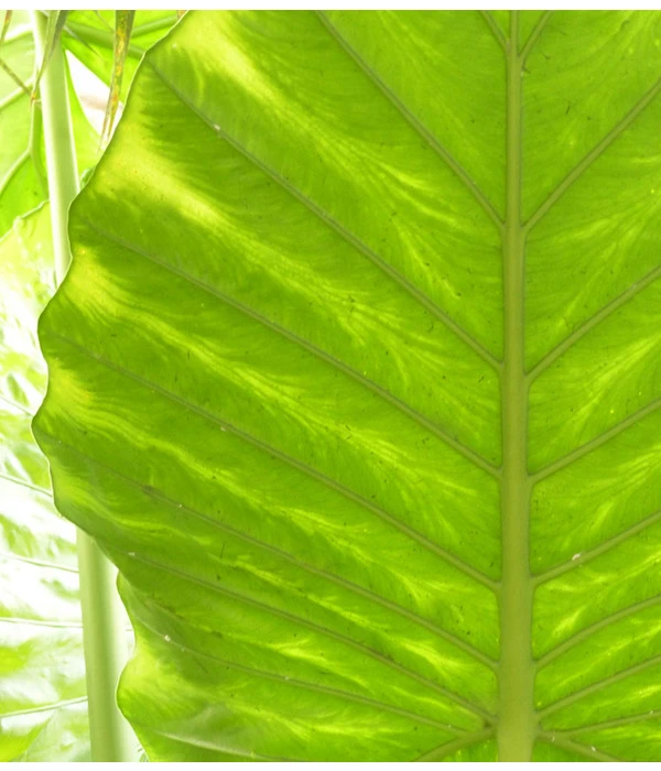Pfeilblatt - Alocasia Portodora – Bild 3