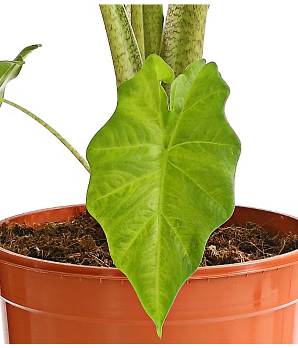 Pfeilblatt - Alocasia Portodora – Bild 2
