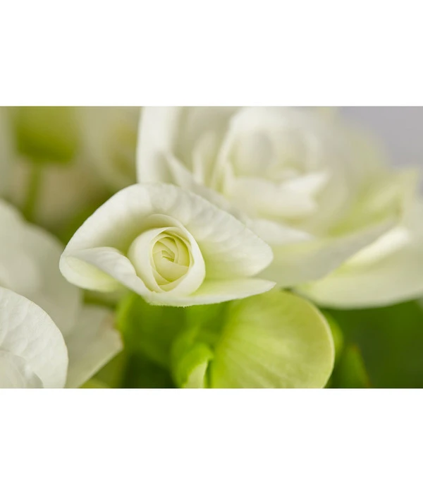 Elatior-Begonie - Begonia Elatior – Bild 3