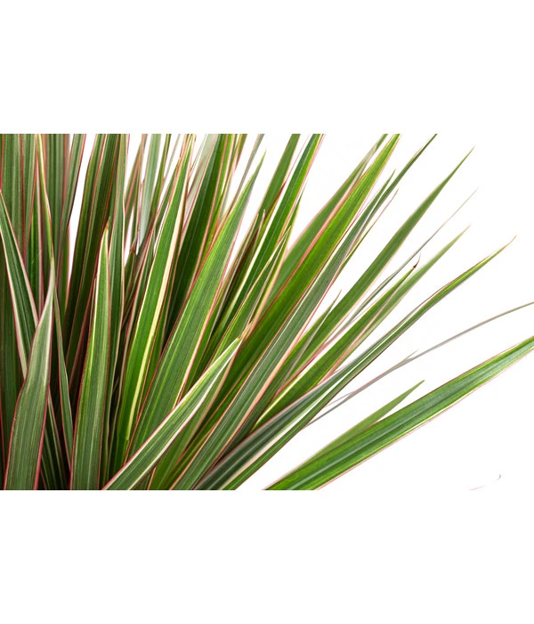 Drachenbaum - Dracaena Marginata 'Bicolor', In Seegras-Korb – Bild 3