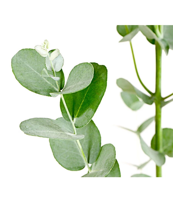 Mostgummi-Eukalyptus 'Azura' – Bild 2
