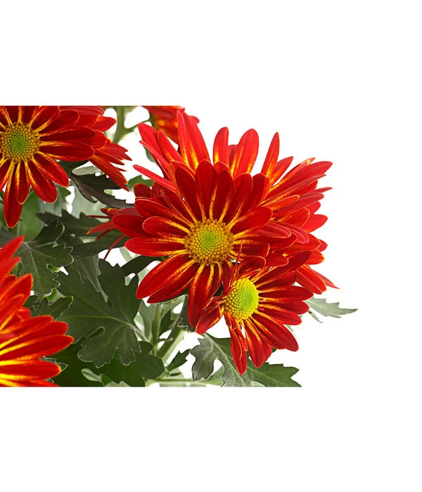 Chrysantheme 'Cirus' – Bild 4