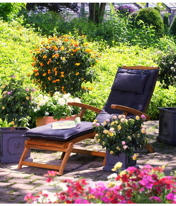 Wandelröschen, Busch – Bild 2