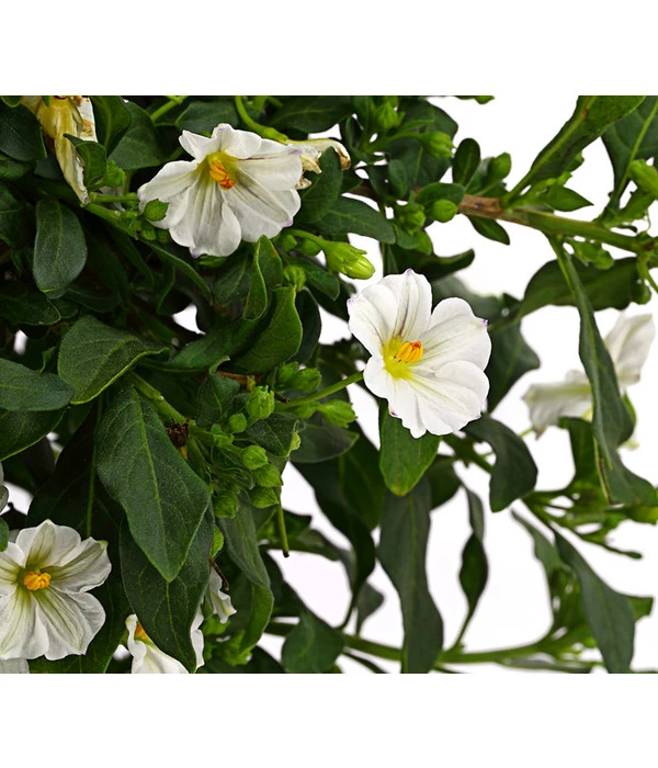 Enzianstrauch, Stämmchen – Bild 4