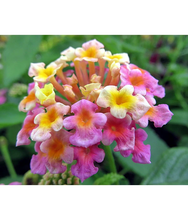 Wandelröschen, Busch – Bild 5