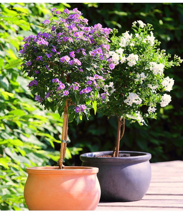 Enzianstrauch, Stämmchen – Bild 2