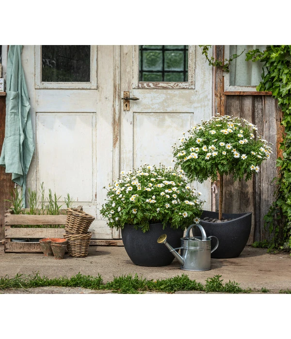 Margerite, Busch, Weiß – Bild 2