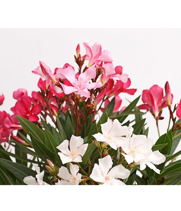 Oleander-Trio – Bild 4