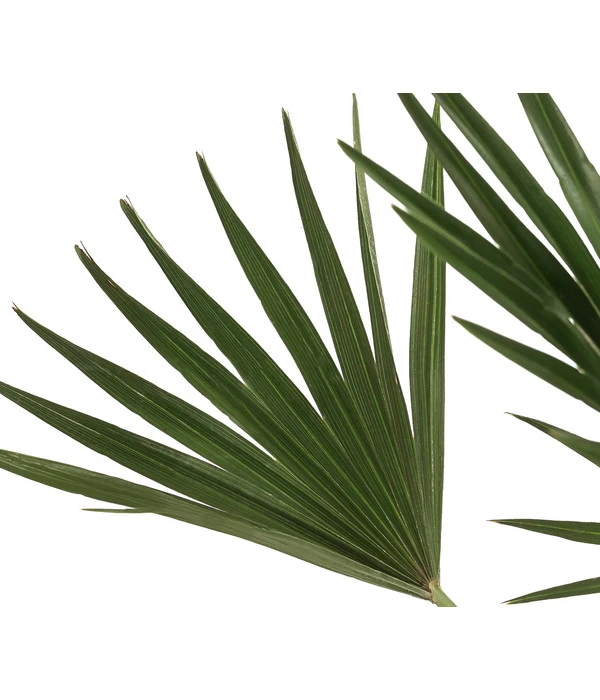 Zwergpalme 'Vulcano' – Bild 3