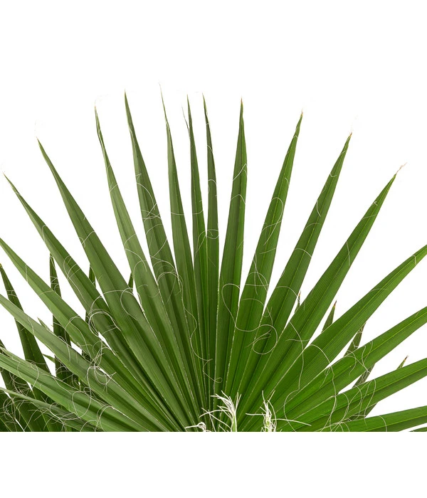 XXL Fächerpalme – Bild 3