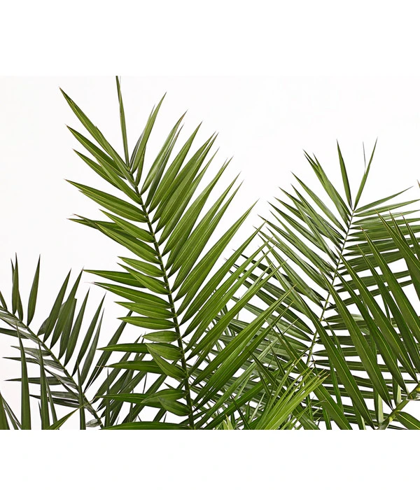 XXL Kanarische Dattelpalme, Ca. 140-160 Cm – Bild 5