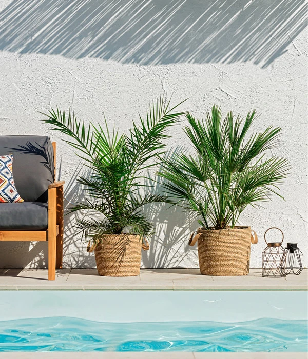 XXL Kanarische Dattelpalme, Ca. 140-160 Cm – Bild 2