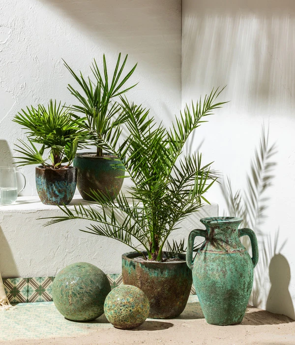 Zwergpalme 'Vulcano' – Bild 2