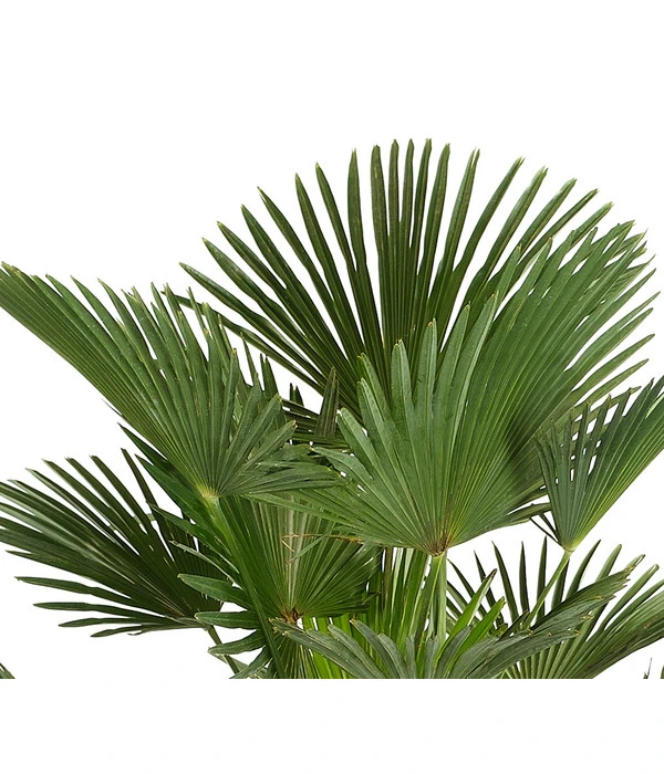 Wagners Hanfpalme – Bild 2