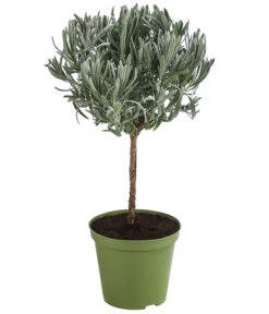 Dehner Gourmet Garten Lavendel, Hochstamm