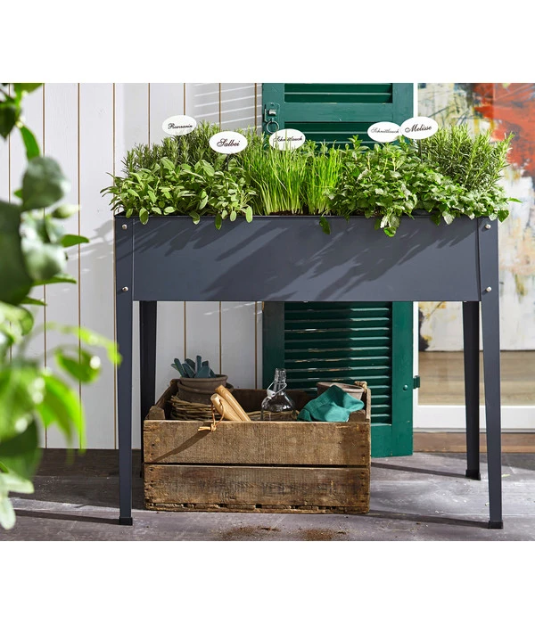 Bio Oregano – Bild 3