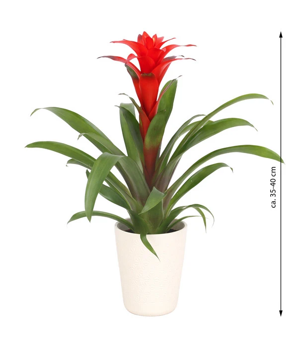 Guzmanie - Guzmania Calypso, In Keramik – Bild 3