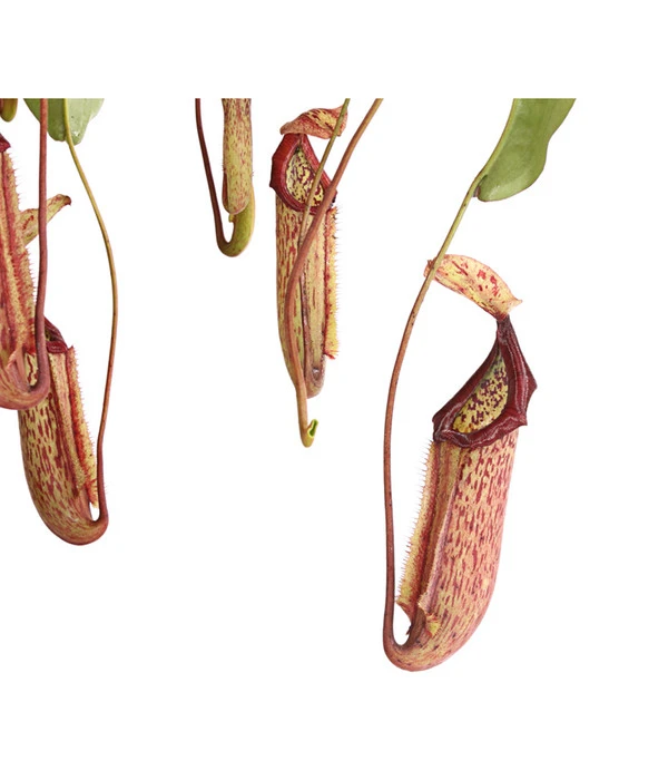 Kannenpflanze - Nepenthes Alata, Ampel Groß – Bild 3