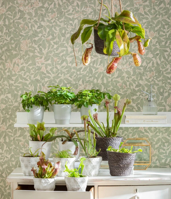 Kannenpflanze - Nepenthes Alata, Ampel Groß – Bild 2