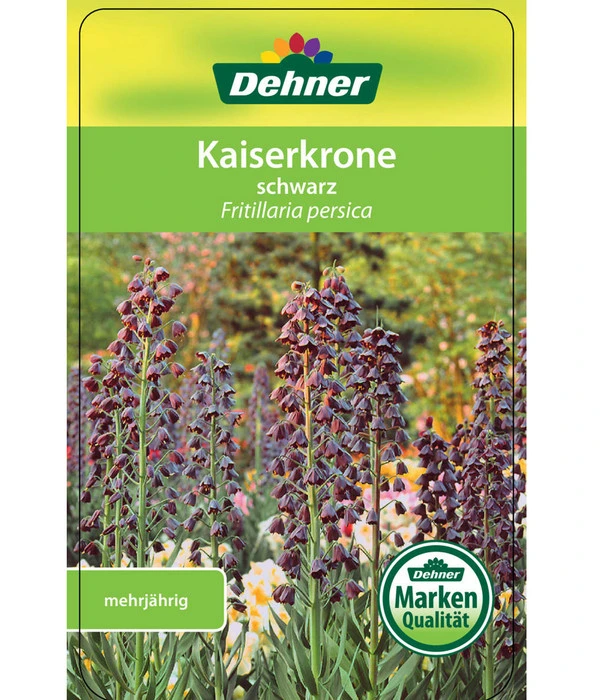 Persische Kaiserkrone – Bild 3