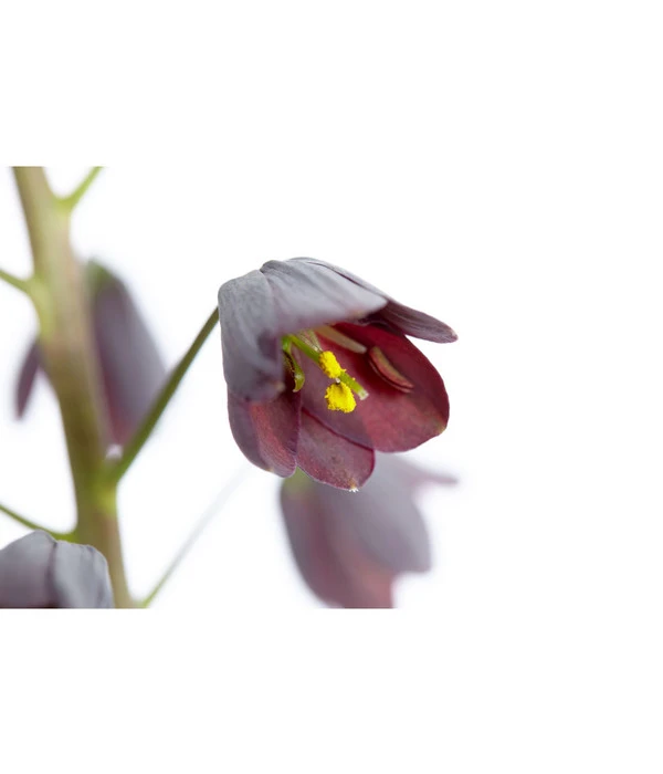 Persische Kaiserkrone – Bild 5