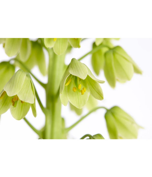 Persische Kaiserkrone – Bild 6