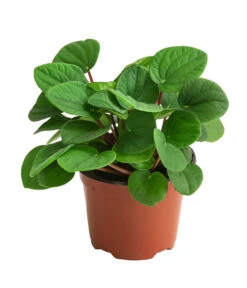 Peperomie - Peperomia Albovittatta 'Rana Verde'