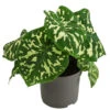 Pfeilblatt - Alocasia Esculenta 'Hilo Beauty'