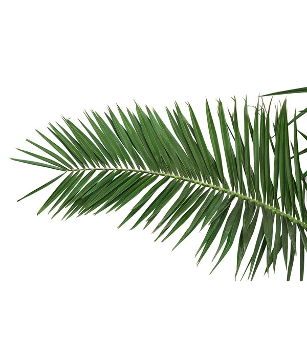 XXL Kanarische Dattelpalme, Ca. 170 Cm – Bild 3