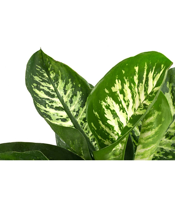 Dieffenbachie - Dieffenbachia 'Tropic' – Bild 2