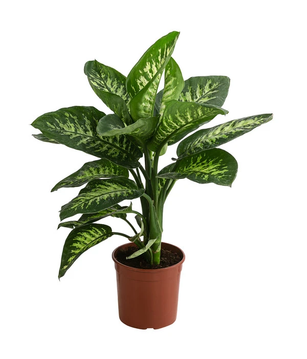 Dieffenbachie - Dieffenbachia 'Tropic'