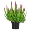 Knospenheide 'Skyline®'