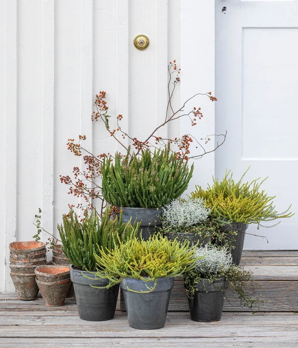 Mueca - Gitterkraut Und Mühlenbeckia – Bild 6