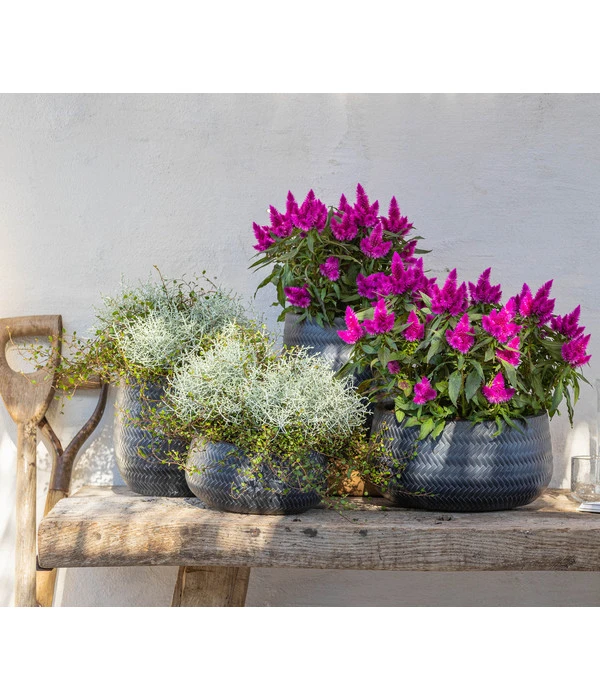 Mueca - Gitterkraut Und Mühlenbeckia – Bild 3