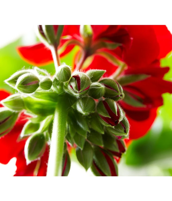 Bodendeckergeranie 'Rubin' – Bild 7