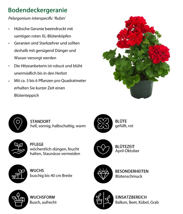 Bodendeckergeranie 'Rubin' – Bild 6