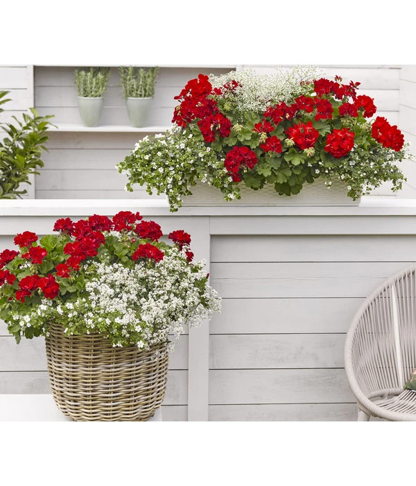 Bodendeckergeranie 'Rubin' – Bild 3