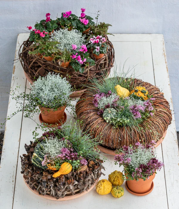 Midi Alpenveilchen, Verschiedene Sorten – Bild 14