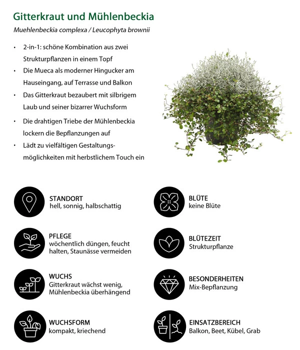 Mueca - Gitterkraut Und Mühlenbeckia – Bild 7