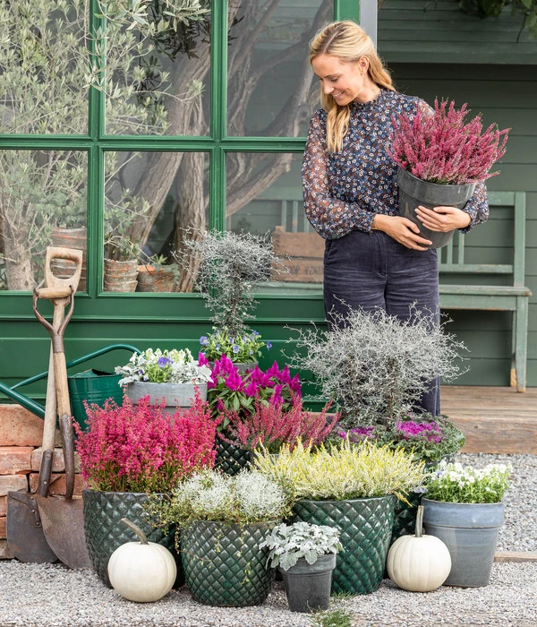 Mueca - Gitterkraut Und Mühlenbeckia – Bild 5