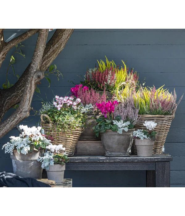 Mueca - Gitterkraut Und Mühlenbeckia – Bild 4