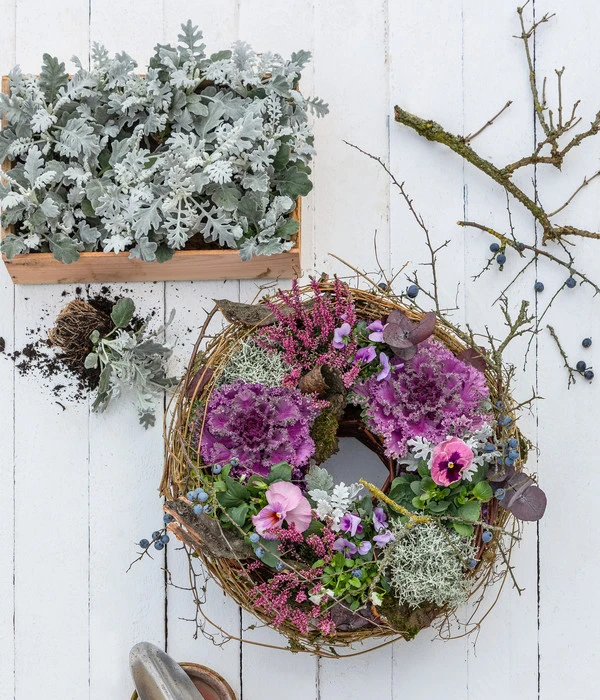 Midi Alpenveilchen, Verschiedene Sorten – Bild 15