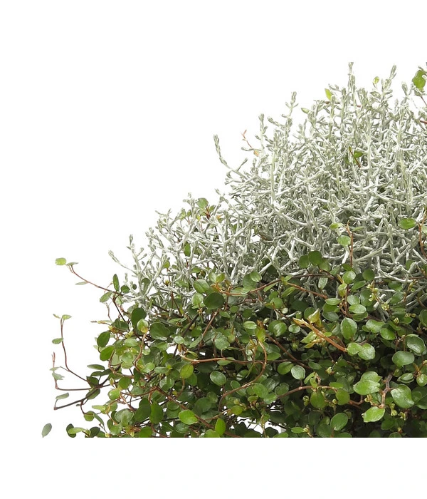 Mueca - Gitterkraut Und Mühlenbeckia – Bild 8