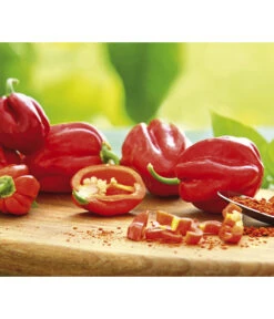 Chili 'Habanero', Rot