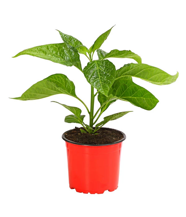 Chili 'Scotch Bonnet' – Bild 2