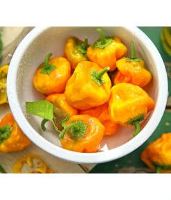 Chili 'Scotch Bonnet'